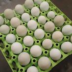 Broedeieren blauwlegger, goede legkippen 300 eieren per jaar, Dieren en Toebehoren, Pluimvee, Geslacht onbekend, Kip