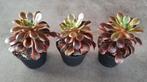 Aeonium Super Bang, Vetplant, Minder dan 100 cm, Bloeiende kamerplant, Halfschaduw