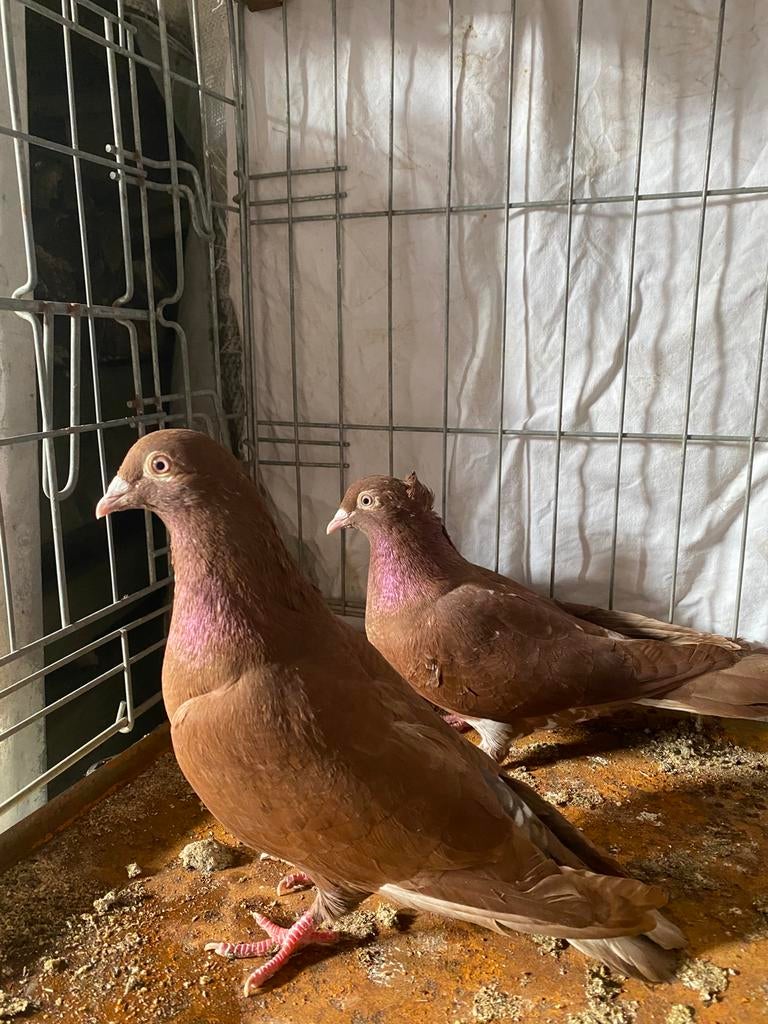 Te koop kleur posduiven, Dieren en Toebehoren, Vogels | Duiven, Meerdere dieren, Postduif