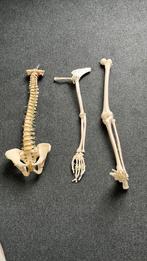 Anatomie modellen wervelkolom, arm en been, Ophalen, Beta, Zo goed als nieuw, HBO