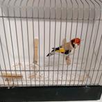 Agaat man split eumo major putter 2025, Mannelijk, Wildzangvogel, Geringd