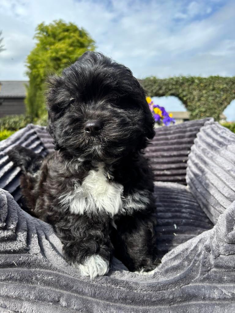 Boomer x Labradoodle mini pups, Nederland, Overige rassen, 8 tot 15 weken, Meerdere