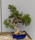 Juniperus bonsai echt uit China, Ophalen of Verzenden, Volle zon, Overige soorten, Minder dan 100 cm