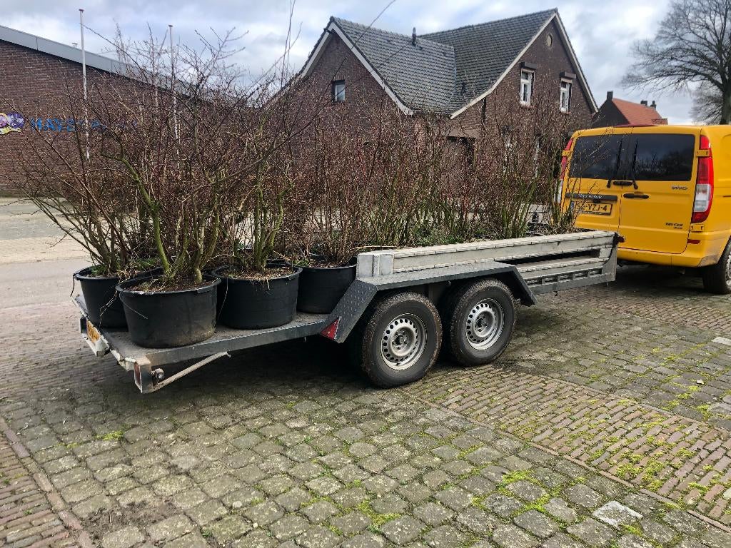 tuin en terras  Blauwe Bosbes, Tuin en Terras, Planten | Fruitbomen, Ophalen, Minder dan 100 cm, Lente, Overige soorten