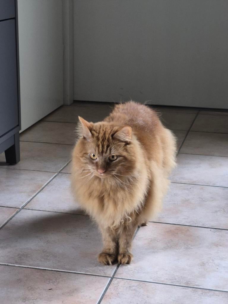 Maine Coone kruising Kater, Kater, Gechipt, 0 tot 2 jaar