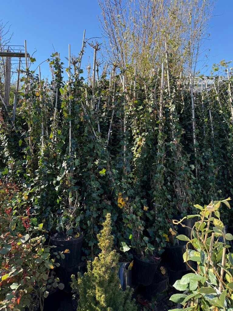 Hedera super groot225 +3 pm bent u dicht gaat nu snel 9,95, Ophalen, Vaste plant, Bloeit niet, Halfschaduw