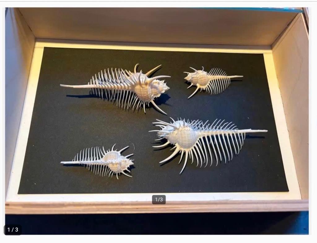 Venus Kam Murex Pecten Schelpen Collectie in houten kist, Verzamelen, Ophalen of Verzenden, Schelp(en)