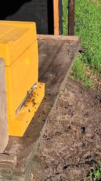 Carnica bijenvolk met F1 koningin, Bijen