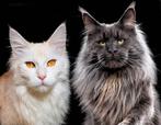 Aankondiging toekomstige Maine Coon nestjes | Pure DenMark, Geslacht onbekend, Met stamboom, 0 tot 2 jaar