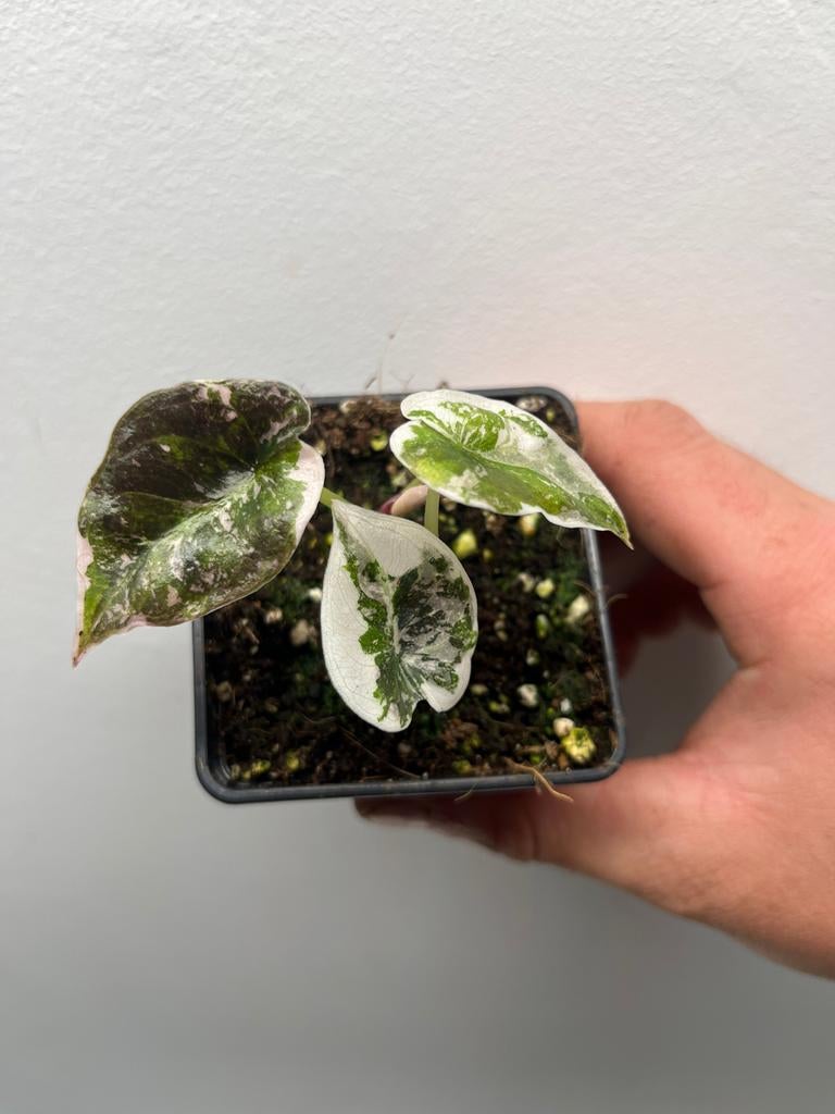 Alocasia Cuprea pink variegata, Huis en Inrichting, Kamerplanten, Overige soorten, In pot, Minder dan 100 cm, Bloeiende kamerplant