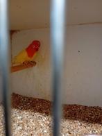 Fischeri lutino opaline x groen opaline split lutino 24/25, Meerdere dieren, Dwergpapegaai of Agapornis, Geringd