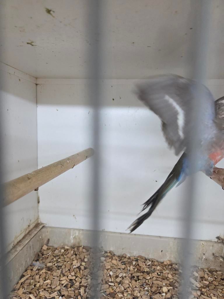 Bourks pop, Dieren en Toebehoren, Vogels | Parkieten en Papegaaien, Vrouwelijk, Parkiet