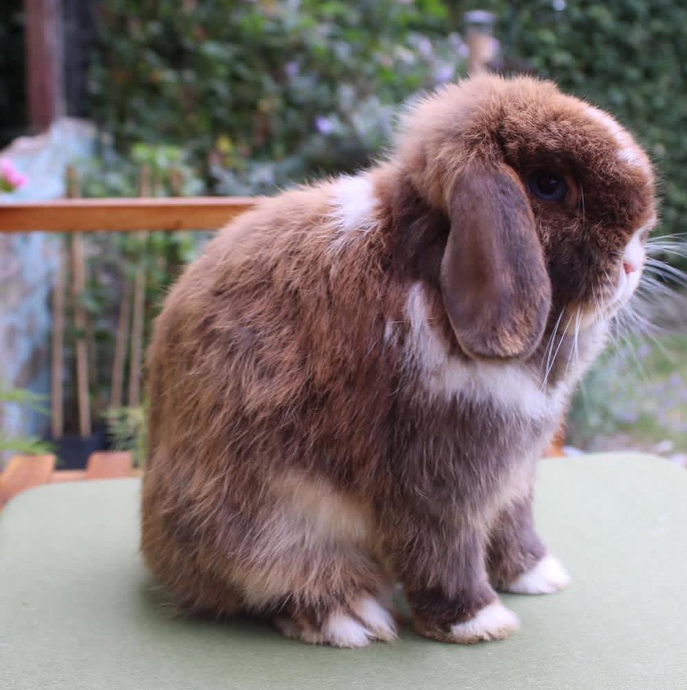 Minilop choco voedster, Meerdere dieren, Klein, Hangoor, 0 tot 2 jaar