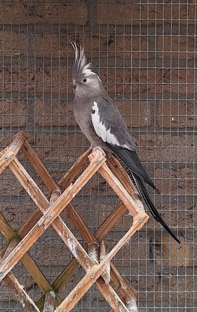 Koppel valkparkieten, Dieren en Toebehoren, Meerdere dieren, Parkiet, Geringd