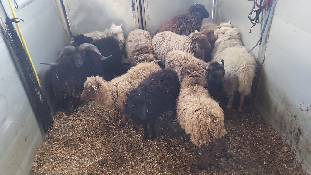 Gevraagd quessant schapen, Dieren en Toebehoren, Schapen, Geiten en Varkens, Meerdere dieren, Schaap