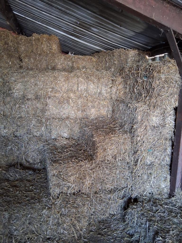 Pakken stro te koop, Dieren en Toebehoren, Dierenvoeding, Ophalen of Verzenden