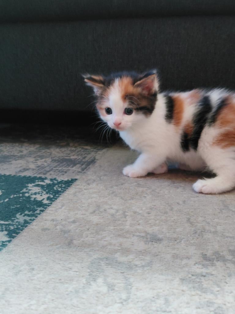 2 lieve kittens, geboren 20 maart, Dieren en Toebehoren, Meerdere dieren