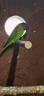 Lori mooie viooltjeslori, Dieren en Toebehoren, Vogels | Parkieten en Papegaaien, Mannelijk, Papegaai