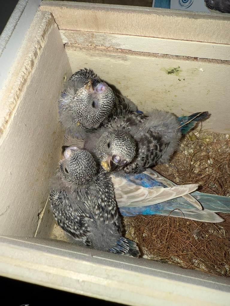 blackface split blackwing, Dieren en Toebehoren, Mannelijk