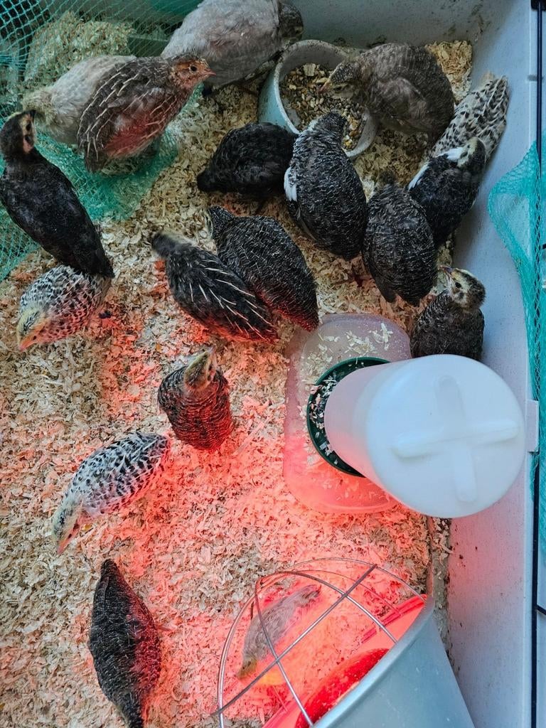 Broedeieren japanse kwartel, Dieren en Toebehoren, Vogels | Overige Vogels, Geslacht onbekend