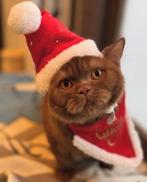 Cinnamon latent DBE ) dominant Bleu eyes, Meerdere dieren, Met stamboom, 0 tot 2 jaar