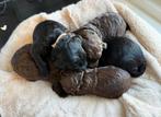 Labradoodle pups, Dieren en Toebehoren, Honden | Niet-rashonden, 8 tot 15 weken, Meerdere, Meerdere dieren, Middel