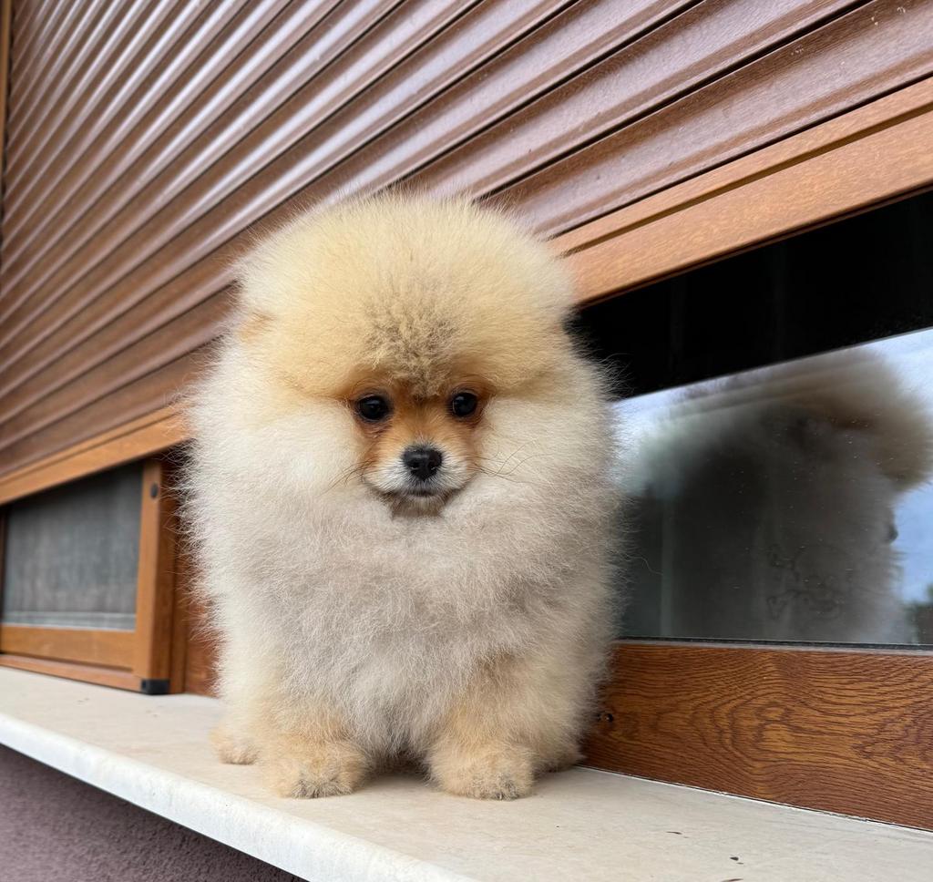 Pomeriaan, Dieren en Toebehoren, Honden | Poolhonden, Keeshonden en Oertypen, Nederland, 8 tot 15 weken, Parvo, Eén hond