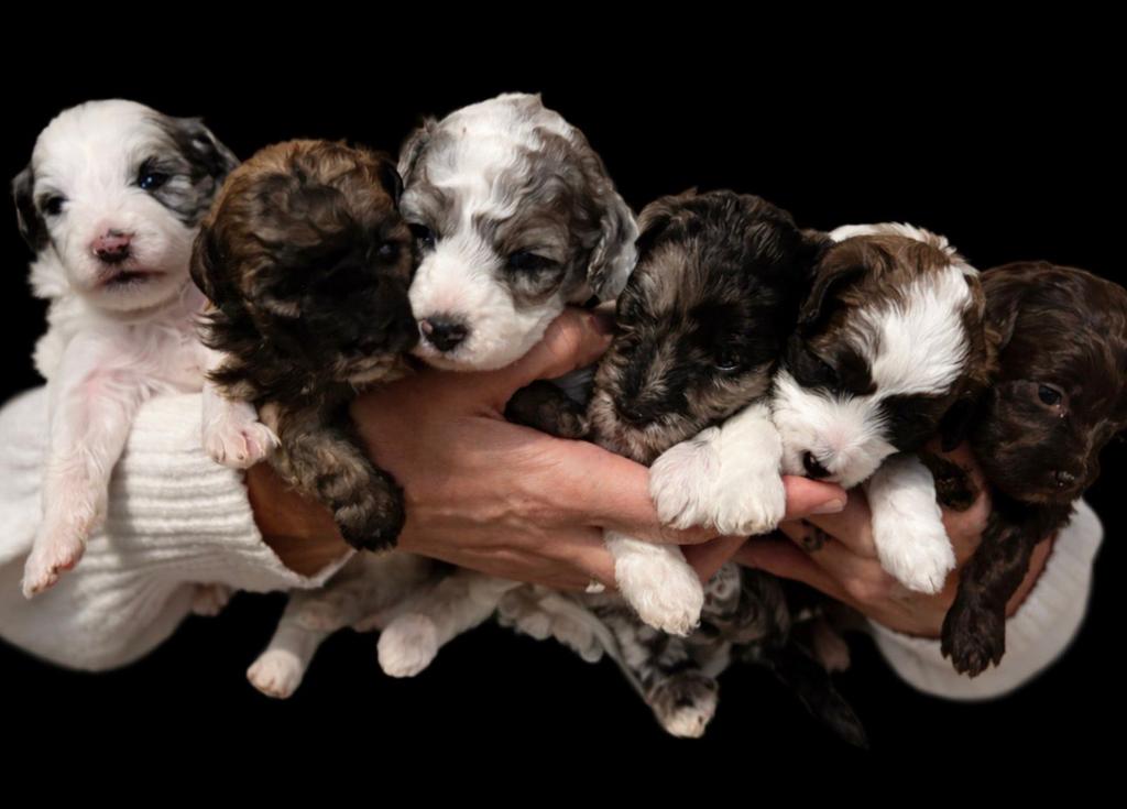 Maltipoo pups, Dieren en Toebehoren, Overige rassen, Meerdere, Meerdere dieren, Nederland