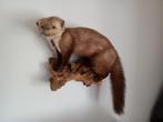 Opgezette steenmarter op houten tak met wandbevestiging, Verzamelen, Dierenverzamelingen, Ophalen, Zo goed als nieuw, Wild dier