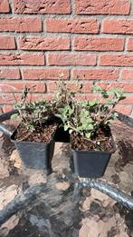 Nepeta faassensii six hill Giant, Ophalen, Overige soorten, Volle zon