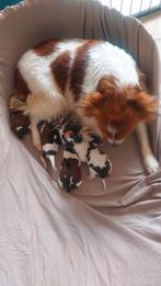 Schitterende kooikerhondje pups# kooiker#kooikers, Parvo, Nederland, 8 tot 15 weken, Meerdere