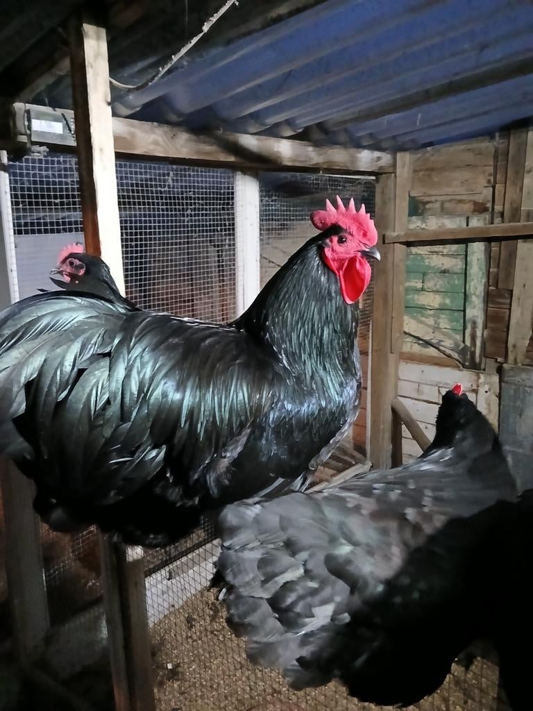 Australorp groot broedeieren, Dieren en Toebehoren, Geslacht onbekend, Kip