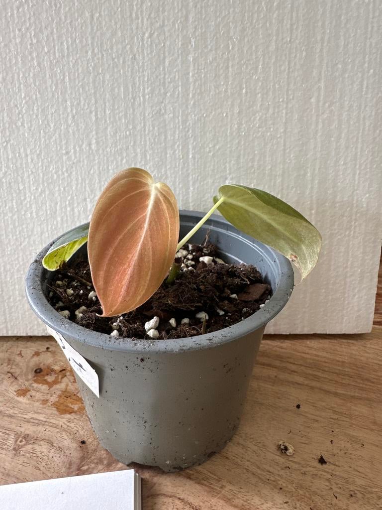 Philodendron melanochrysum - geworteld, Huis en Inrichting, Kamerplanten, Ophalen of Verzenden