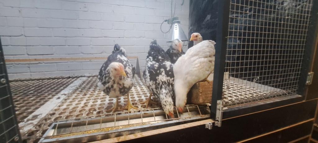 Wyandotte hanen, Dieren en Toebehoren, Pluimvee, Mannelijk, Kip