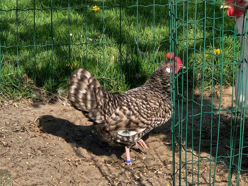 Friese hoenders kriel kippen, Meerdere dieren, Kip
