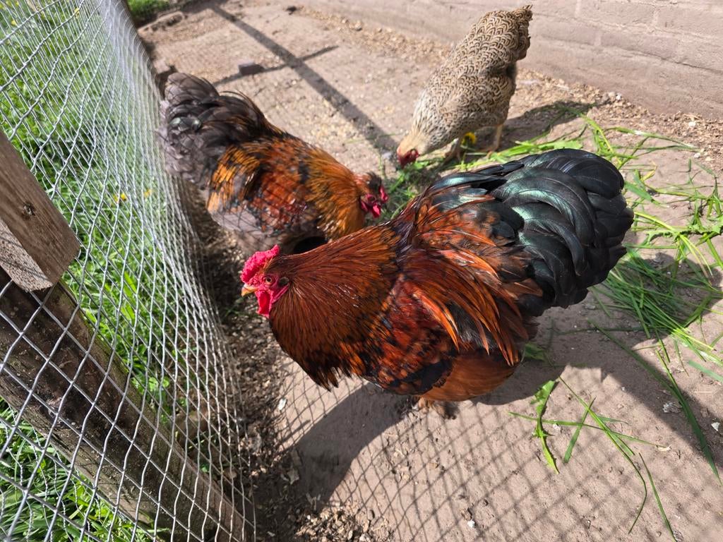 Gratis haan., Dieren en Toebehoren, Pluimvee, Mannelijk, Kip