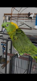 Geelnek amazone, Vrouwelijk, Papegaai