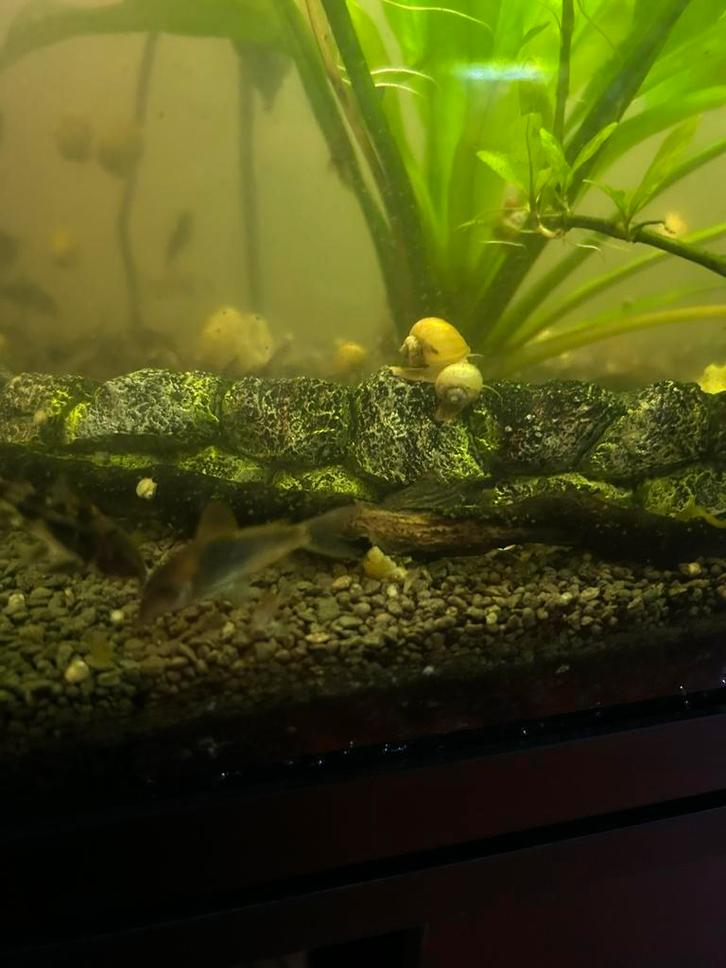 Appelslakken, Dieren en Toebehoren, Vissen | Aquariumvissen, Slak of Weekdier