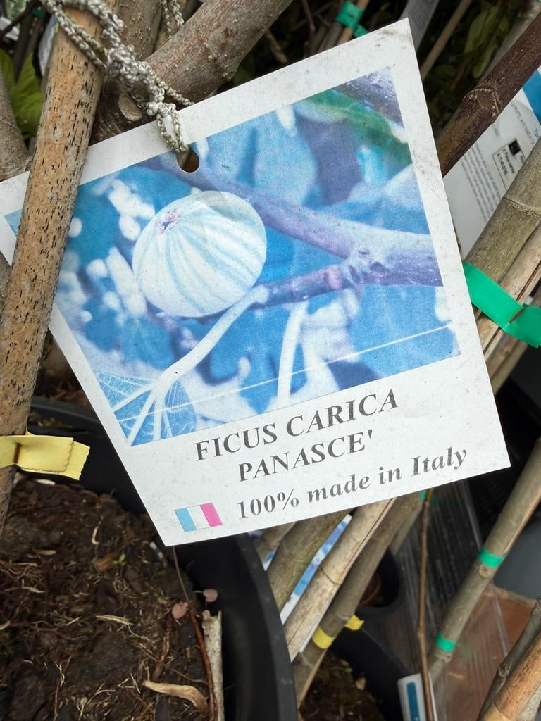 Vijgen 3 soorten zeer mooie prijs import nu  14,95 pst, Overige soorten, 100 tot 250 cm, Zomer, Ophalen