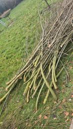 Knotwilg takken, Ophalen