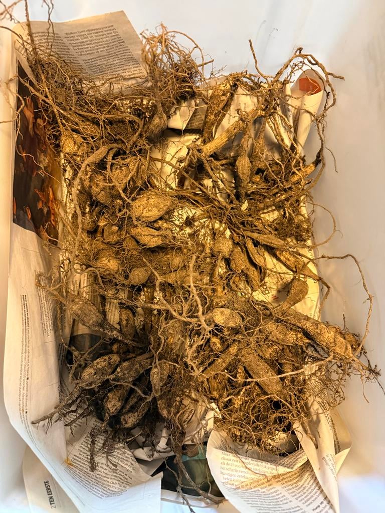 6 Citroengele Dahlia Knollen - Prachtige Zomerbloeiers, Tuin en Terras, Bloembollen en Zaden, Ophalen, Voorjaar, Volle zon, Knol