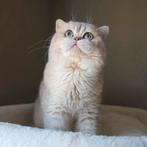 Prachtige Britse korthaar Dekkater blue golden shaded ay11, 0 tot 2 jaar