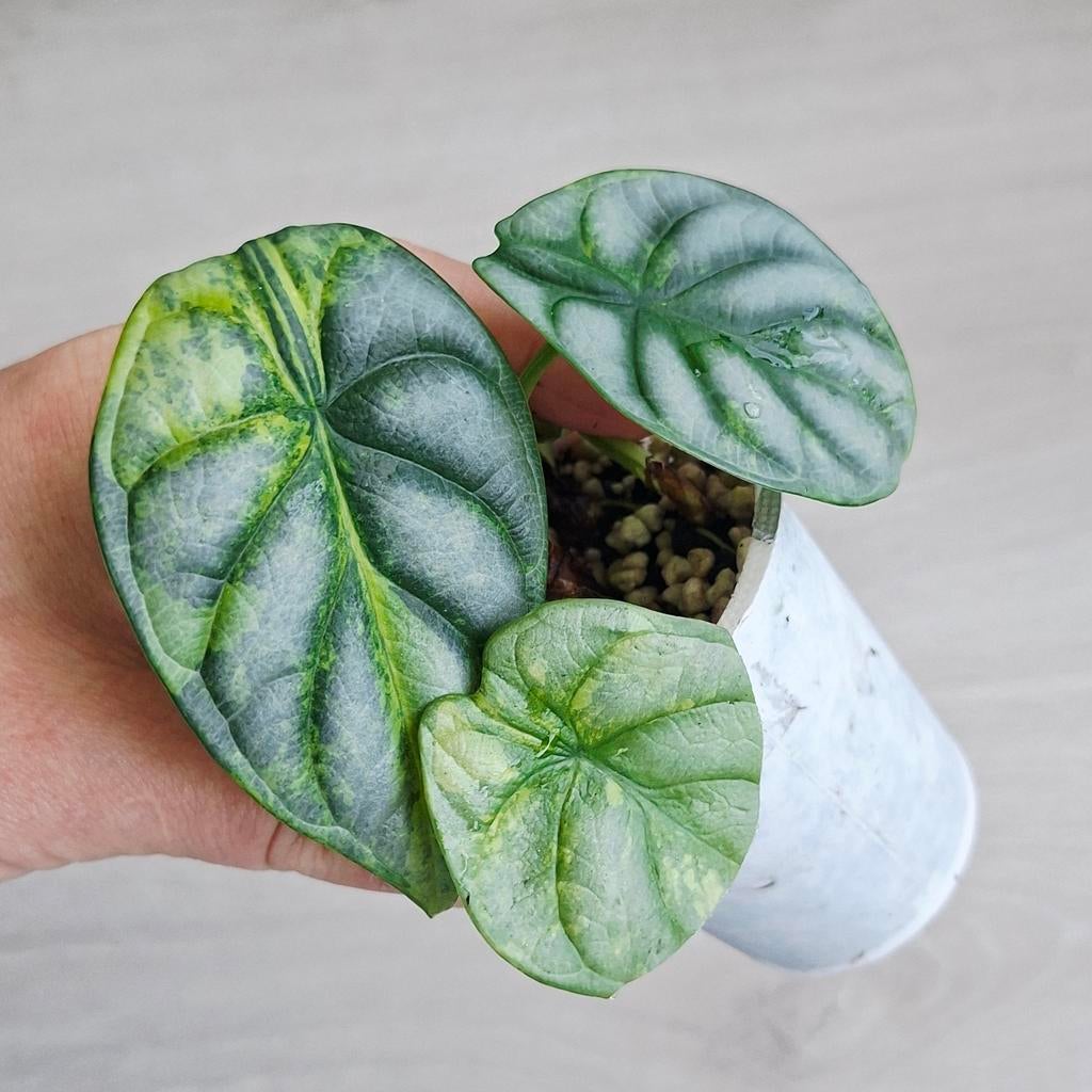 Alocasia Dragon scale variegata stekjes, Huis en Inrichting, Kamerplanten, Ophalen of Verzenden, Halfschaduw, Minder dan 100 cm