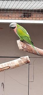 Rozeborst baardparkiet pop, Vrouwelijk, Papegaai, Geringd