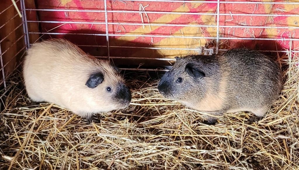 2 cavia's, Dieren en Toebehoren, Mei, Mannelijk, Cavia