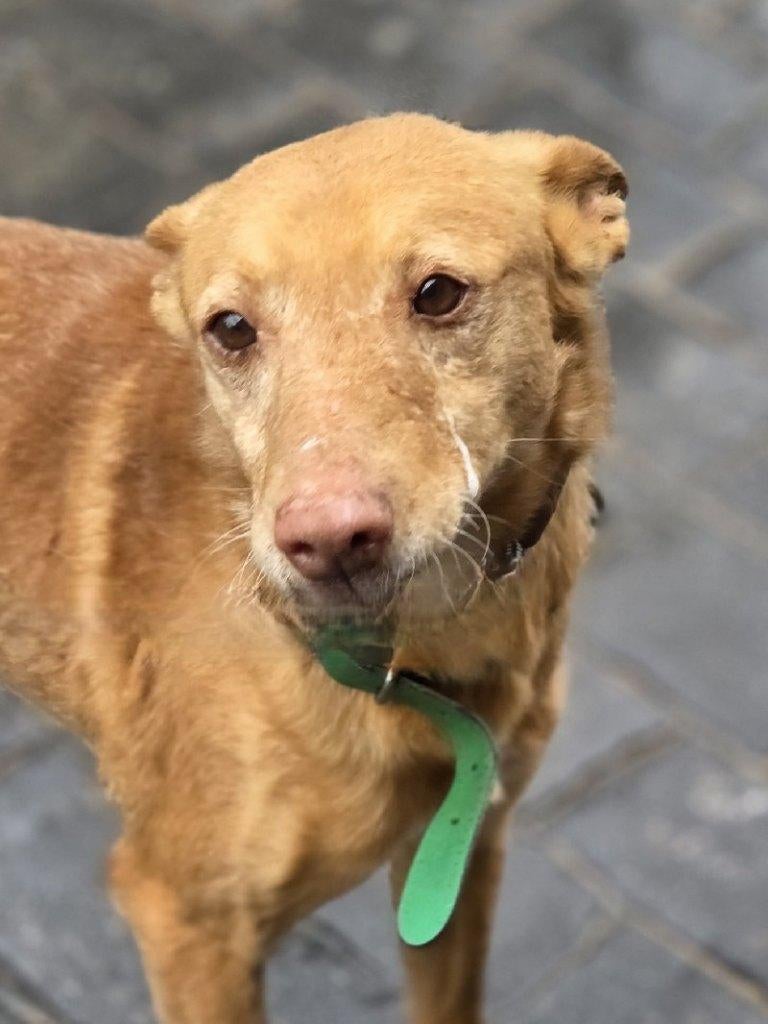 ACE: Stan wacht met volle hoop!, Dieren en Toebehoren, Honden | Windhonden, 6 jaar of ouder, Particulier, Buitenland, Parvo