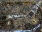 Fossiel schaal serveerschaal schaal ammoniet orthoceras..., Antiek en Kunst, Ophalen of Verzenden
