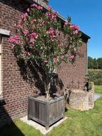 Oleander Meerstammig, Tuin en Terras, Planten | Bomen, Overige soorten, 250 tot 400 cm, Zomer, Ophalen