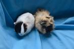 2 lieve jonge cavia's, zusjes, Dieren en Toebehoren, Vrouwelijk, Tam, Maart, Cavia