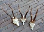 Lot geweitjes gewei reebok ree schedel landelijk, Verzamelen, Dierenverzamelingen, Ophalen of Verzenden, Hert, Schedel